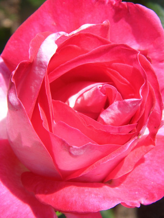 Roseの写真素材