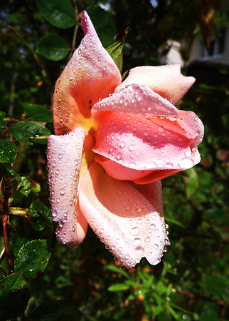 Pink roseの写真素材