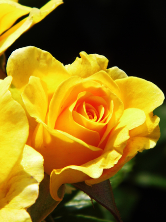 Yellow rose.の写真素材