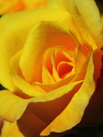 Yellow rose.の写真素材