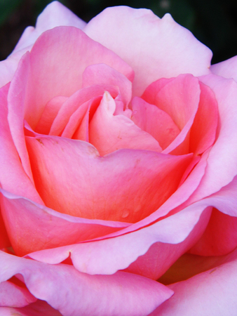 Pink rose closeup.の写真素材