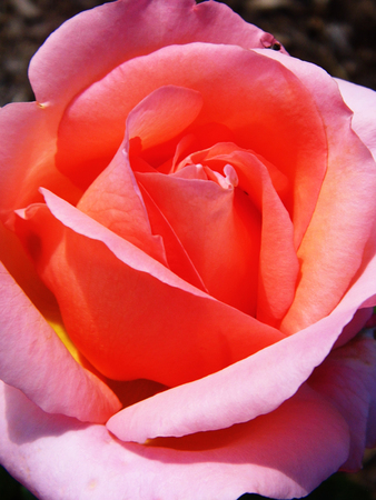 Roseの写真素材
