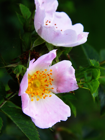 Pink wild roses.の写真素材