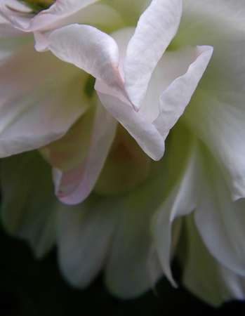 Roseの写真素材