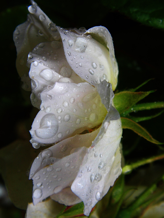 White roseの写真素材