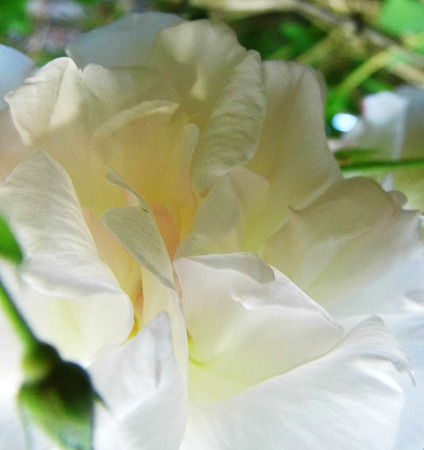 Roseの写真素材