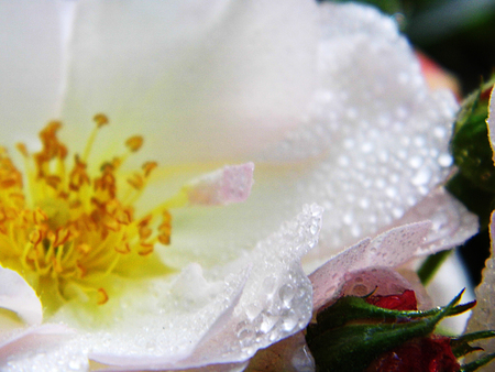 Roseの写真素材
