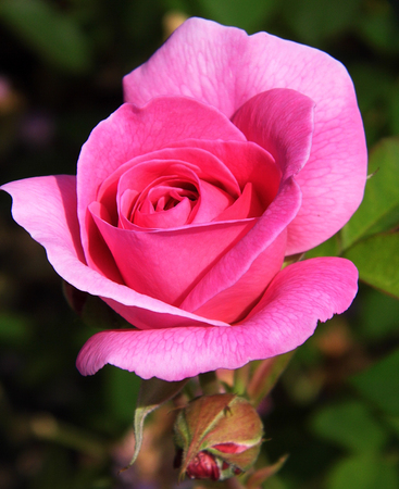Pink roseの写真素材