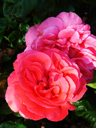 Pink roses.の写真素材