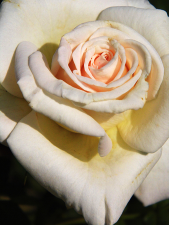 Roseの写真素材