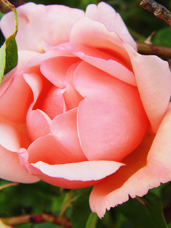 Pink roseの写真素材