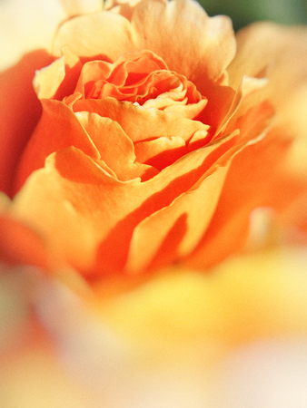 Roseの写真素材