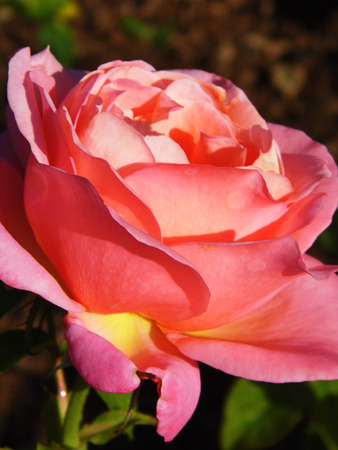 Roseの写真素材