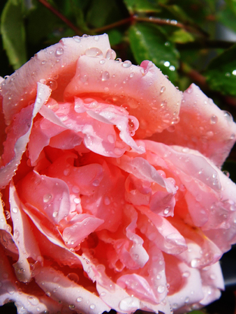 Pink roseの写真素材