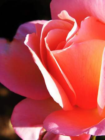 Roseの写真素材