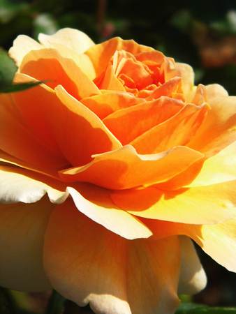 Roseの写真素材