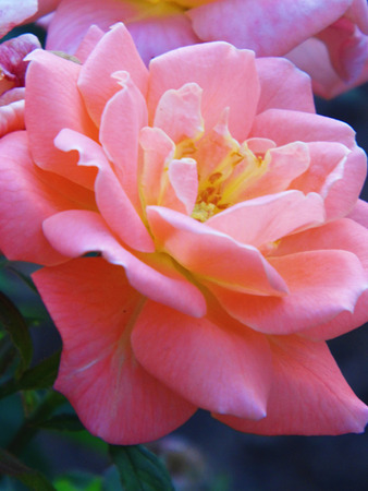 Pink roseの写真素材