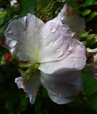 Roseの写真素材