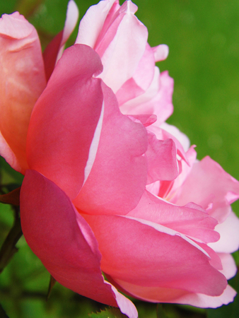 Pink roseの写真素材