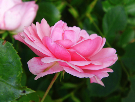 Pink roseの写真素材