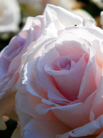 Pink roseの写真素材