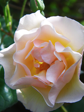 Roseの写真素材