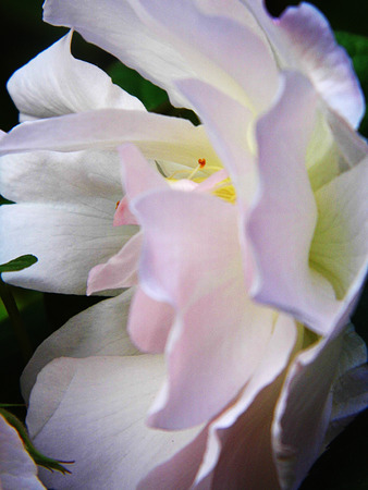 Roseの写真素材