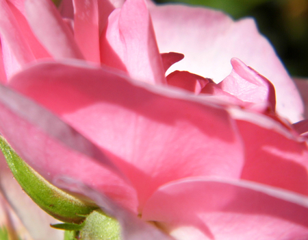 Pink rose closeup.の写真素材