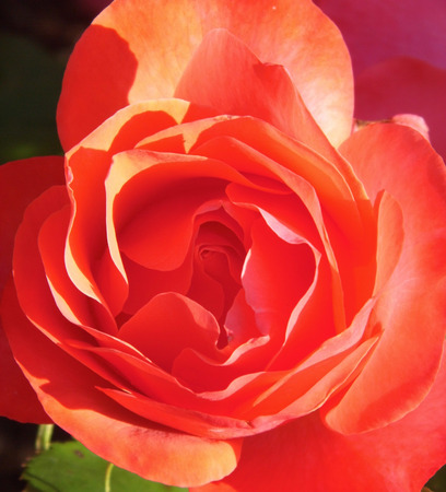 red rose.の写真素材