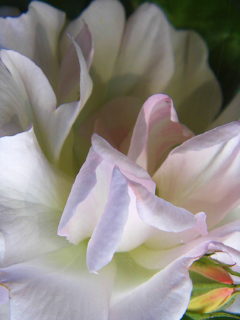 Roseの写真素材