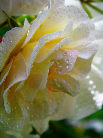 Roseの写真素材