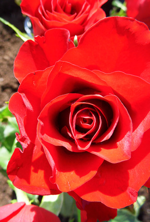red rose.の写真素材