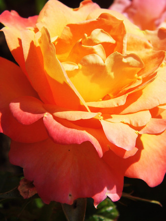 Roseの写真素材
