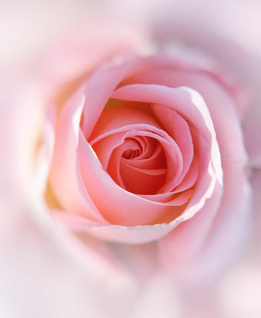 Pink rose closeup with blur vignette.の写真素材