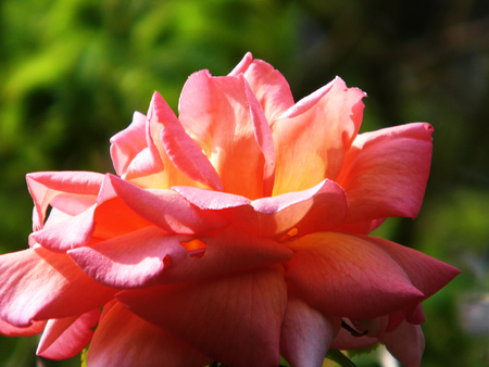 Pink and orange roseの写真素材