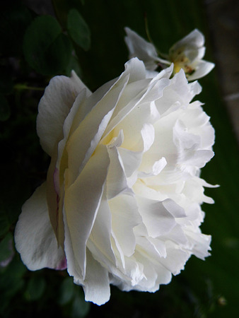 Roseの写真素材