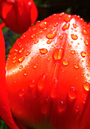 Red tulip closeup with water dropsの写真素材