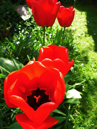 Red tulipsの写真素材