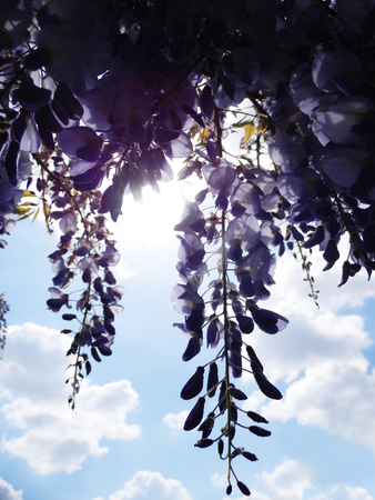 Wisteria blooms in sunlight.の写真素材