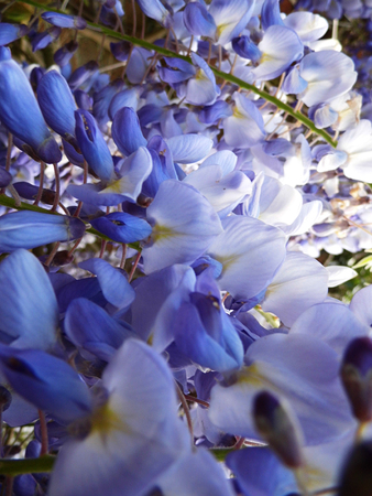 Wisteria blooms in sunlight, closeup.の写真素材