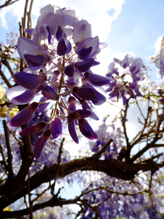 Wisteria blooms in sunlight.の写真素材
