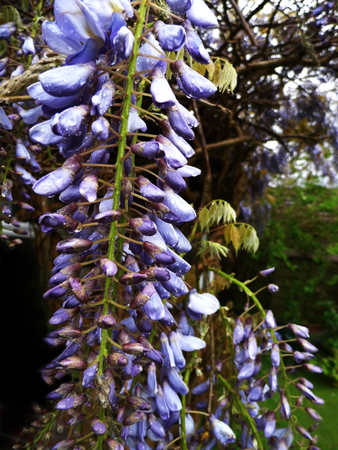 Wisteria blooms in sunlight, closeup.の写真素材