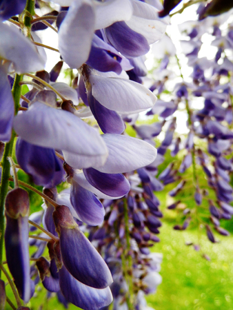 Wisteria blooms in sunlight, closeup.の写真素材