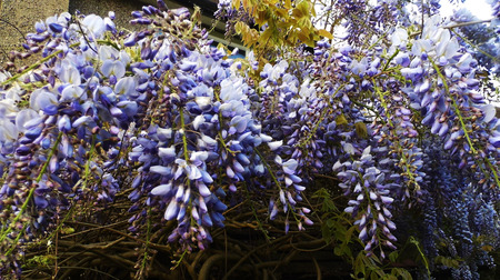 Wisteria blooms in sunlight.の写真素材