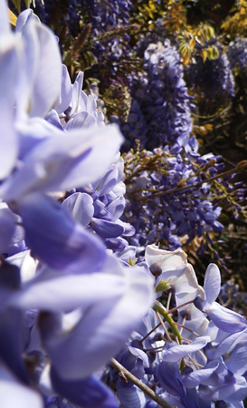 Wisteria blooms in sunlight, closeup, macro.の写真素材