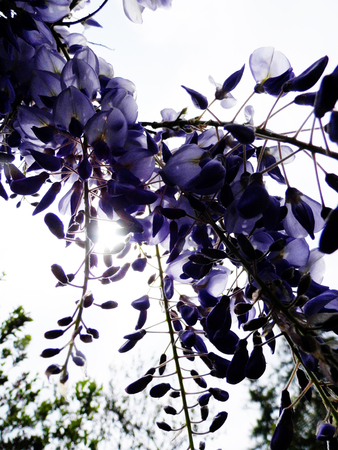 Wisteria blooms in sunlight.の写真素材