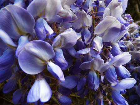 Wisteria blooms in sunlight, closeup.の写真素材