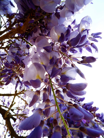 Wisteria blooms in sunlight.の写真素材