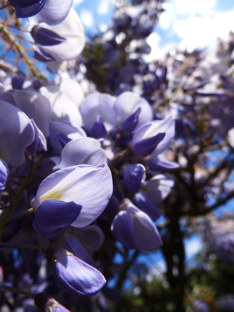 Wisteria blooms in sunlight, closeup.の写真素材