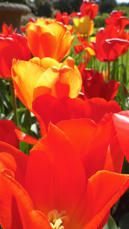 Red tulipsの写真素材